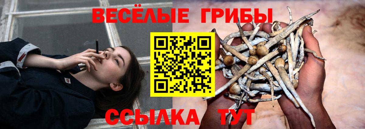 Псилоцибиновые грибы Psilocybe Вологда